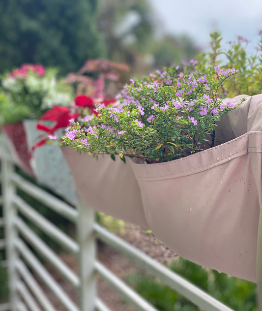 Buying Plants for Your Pocket Bloomers®